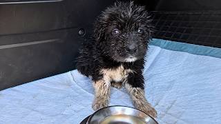 Scared Puppy Lost All Hope To Live Until A Miracle Happened!