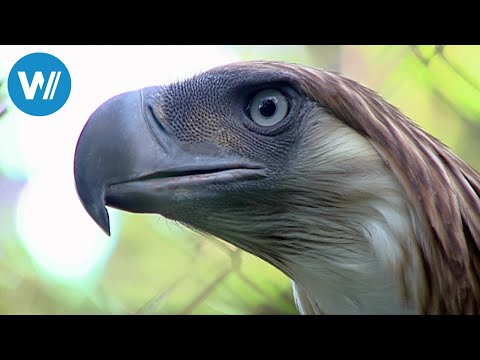 Philippines - Rendezvous with an Eagle (360° - GEO Reportage)