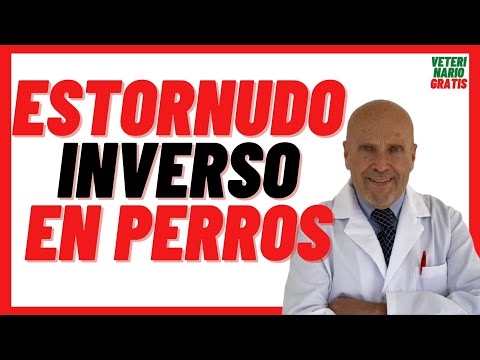 🟢 REVERSE Sneezing in DOGS Causes and Treatment 🟢 My DOG makes STRANGE NOISES as if he was DROWNING