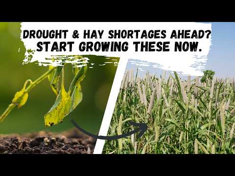 Prepare Your Livestock: Essential Crops to Grow Amid Drought Risks