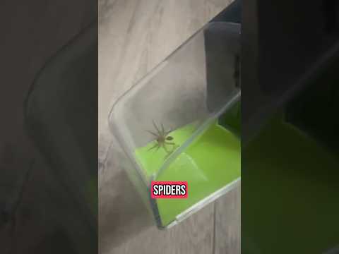 Spider in the house? Watch this before your next encounter! #spider #short