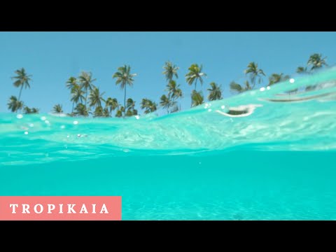 Tropical Paradise: (HD) Clips of Island Life