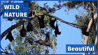 Bats in the sunshine - Woodford flying fox colony