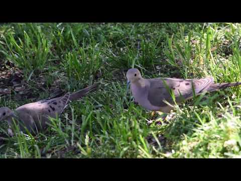 Mourning Dove Pair at Feeder