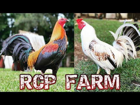 Beautiful Birds RCP FARM ROGER TABAC - Farm Visit