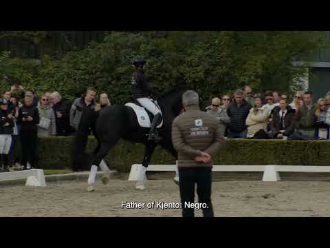 Van Olst Horses Kjento stallionshow 2023