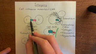 Integrins Part 1