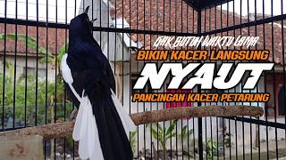 Download lagu Suara Burung Kacer Bikin Lawan Emosi Gacor, Pancingan Kacer Agar Cepat Emosi Gacor mp3