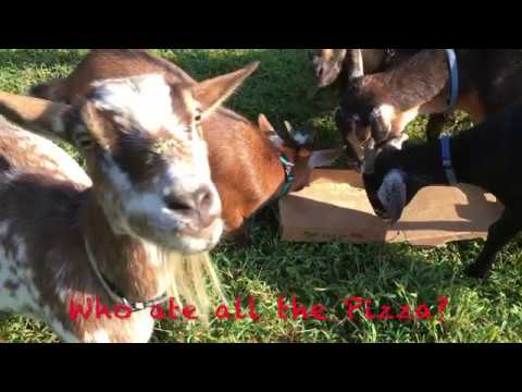 2018 Asheville Pizza & Brewing Co. Video Contest - Rock Eblen