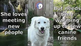 Video preview image #1 Great Pyrenees Puppy For Sale in Spring, TX, USA