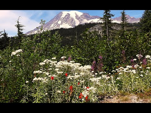 4K Relaxation, Crystal Mountain, Mount Rainier, High Alpine Meadows, Wildflowers and Forest Streams