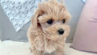 ハーフ犬の動画01