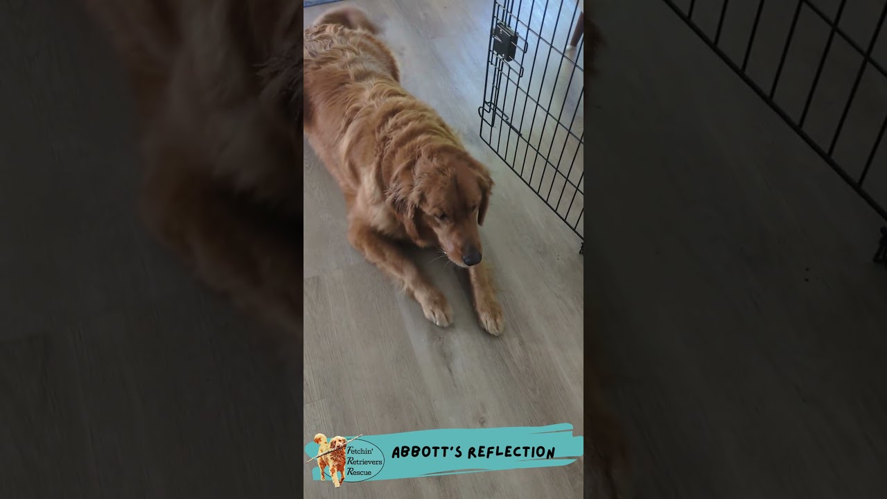 Enlarge Abbott, a ADOPTABLE Golden Retriever in Los Angeles, CA video 3/5