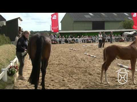 Holsteiner Fohlenchampionat 2015   Nordfriesland   zweiter Hengstring