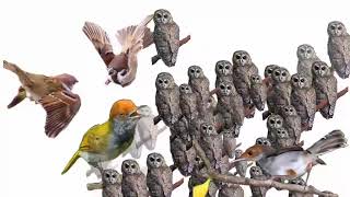 Download lagu Suara pikat burung kecil yg susah mau turun mp3