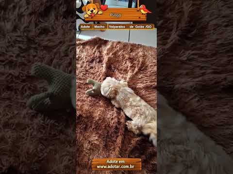 Pingo, Shitzu Macho de 3 Anos para Adoção em Valparaíso