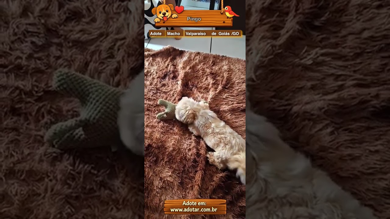 Cachorro raça Shitzu idade 3 anos nome Pingo