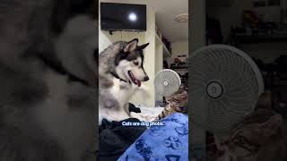 Cats Vs. Dogs