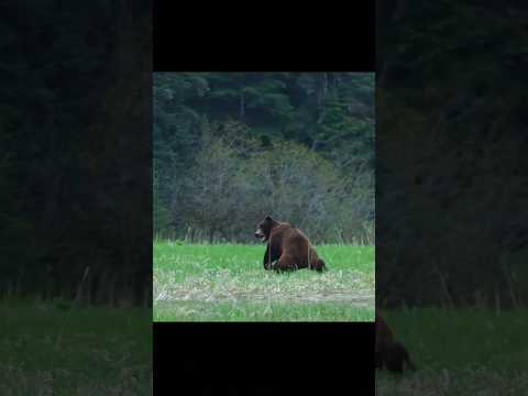 Отец и сын охотятся на большого бурого медведя #hunting #bear #chasse