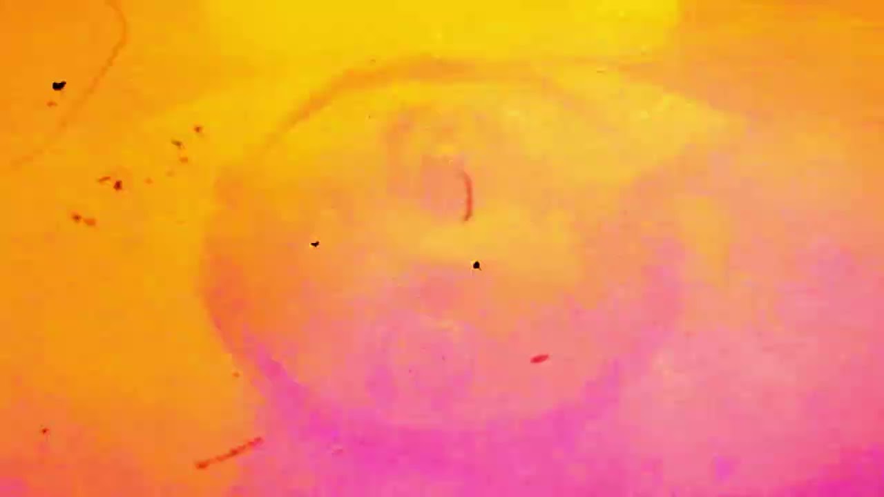 Elétrico Magnético (Brasil, 2025, Petter Baiestorf) [Exclusivo]