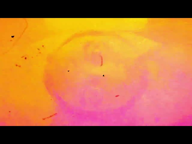 Elétrico Magnético (Brasil, 2025, Petter Baiestorf) [Exclusivo]