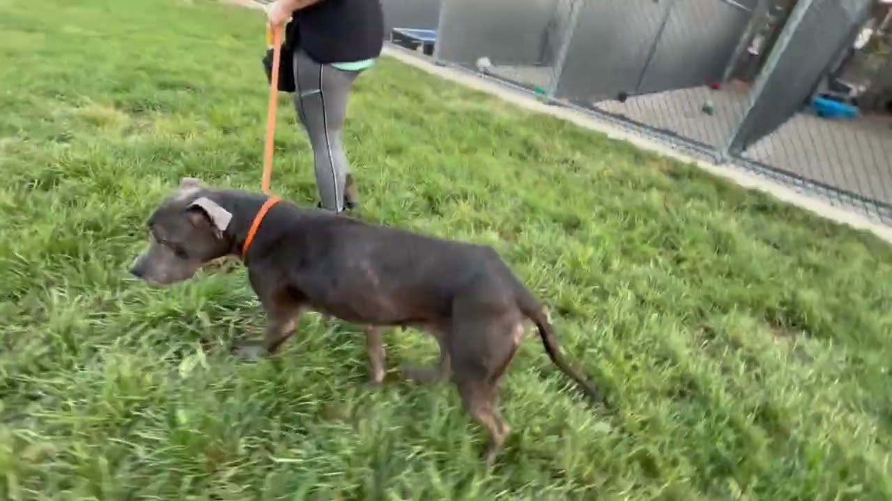 Michelin's Leash Test 2