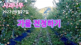 사과나무 가을전정 하기