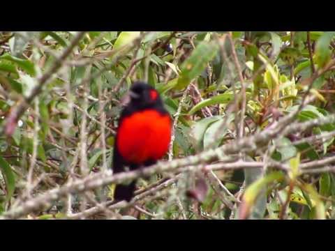 Tangara červenobruchá (Anisognathus igniventris) — video o speve a chove