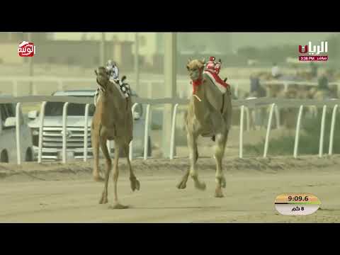 ش الشلفه 5 (ترسانه) لـ ناصر عبدالله بن احمد المسند 12:17:79 ، مهرجان ختامي الشحانية 2026/04/29 حول