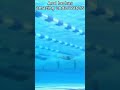 Ryan Hoffer S 100 Freestyle At The 2021 NCAA Swimming Championships Swimming Ncaa Swim