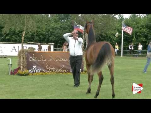 N.31 ZK MARCIN - Ströhen 2016 C-Show - Yearling Colts (Class 6)