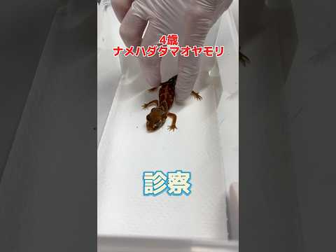 元気がなく口を開けて呼吸をしてる4歳のナメハダタマオヤモリが動物病院にやって来た！