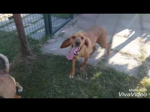 RICCIO canino di mezza età