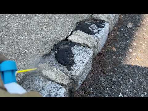 Yellow Jackets Nesting in the Curb in Fords, NJ