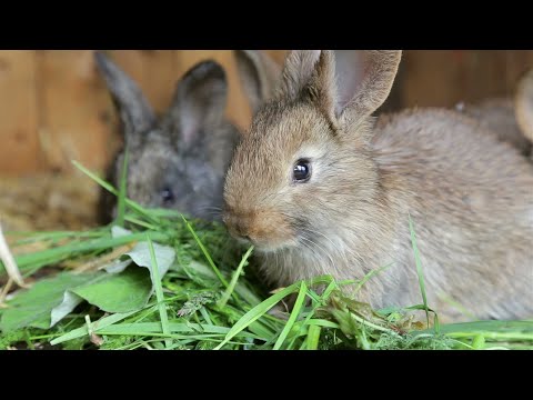 Yiga Endisa  Y'obumyu  Ne  Dr. Isa luigare Baakibimge