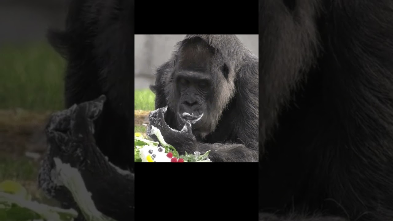 Funny gif videos. #shorts