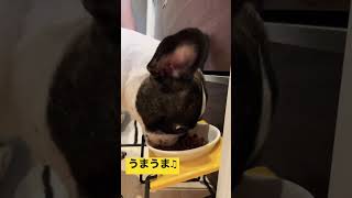 カリカリご飯が大好きなワンコ#shorts