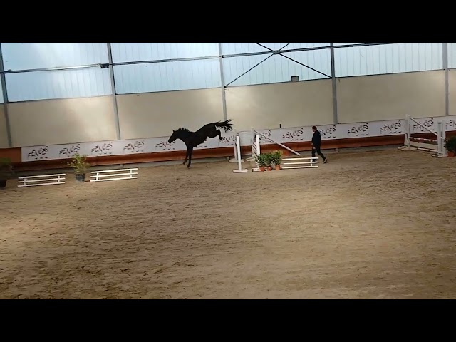 M&acirc;le 4 ans GLASGOW W VH MERELSNEST X IOWA