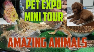 cutest animals at Pet-Expo Japan, must see animals perfect for you to pet