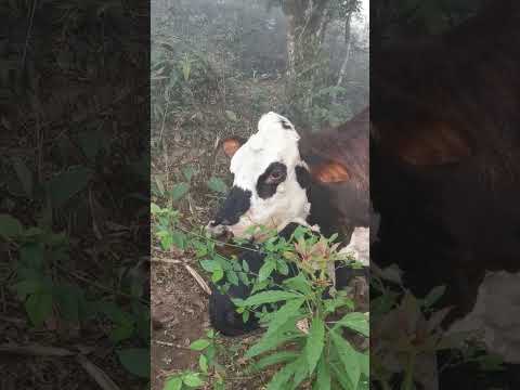 Madre-Ternero