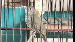 Download lagu Suara burung cucak rawis gacor / cucak bayem  mp3