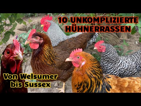 10 Uncomplicated Chicken Breeds with Simple Beauty! Calm Chickens for Beginners HAPPY CHICKEN E368