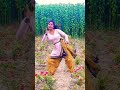 Hum Hai Sidhe Sadhe Akshay Shorts Dance
