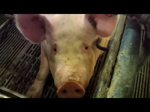 Undercover Investigations - Mercy For Animals Undercover Investigations