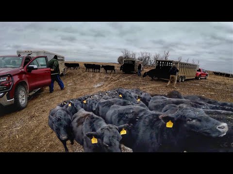 Bringing the Cattle Herd Home