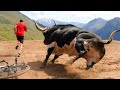 10 Most Dangerous Bull Breeds
