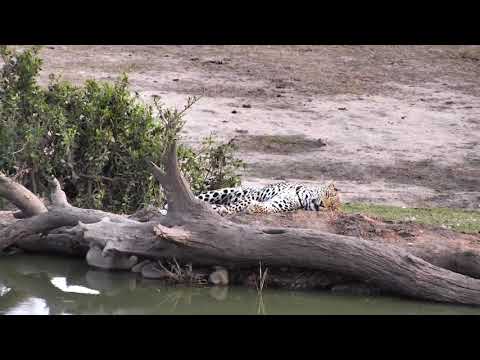 Djuma: Hosana male leopard at pan-Pt:2 - 05:01 - 11/25/18