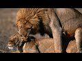 Male lion filmed mating with lioness