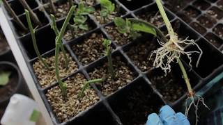 How to Grow Passion-fruit(Passionflower)  From Cuttings