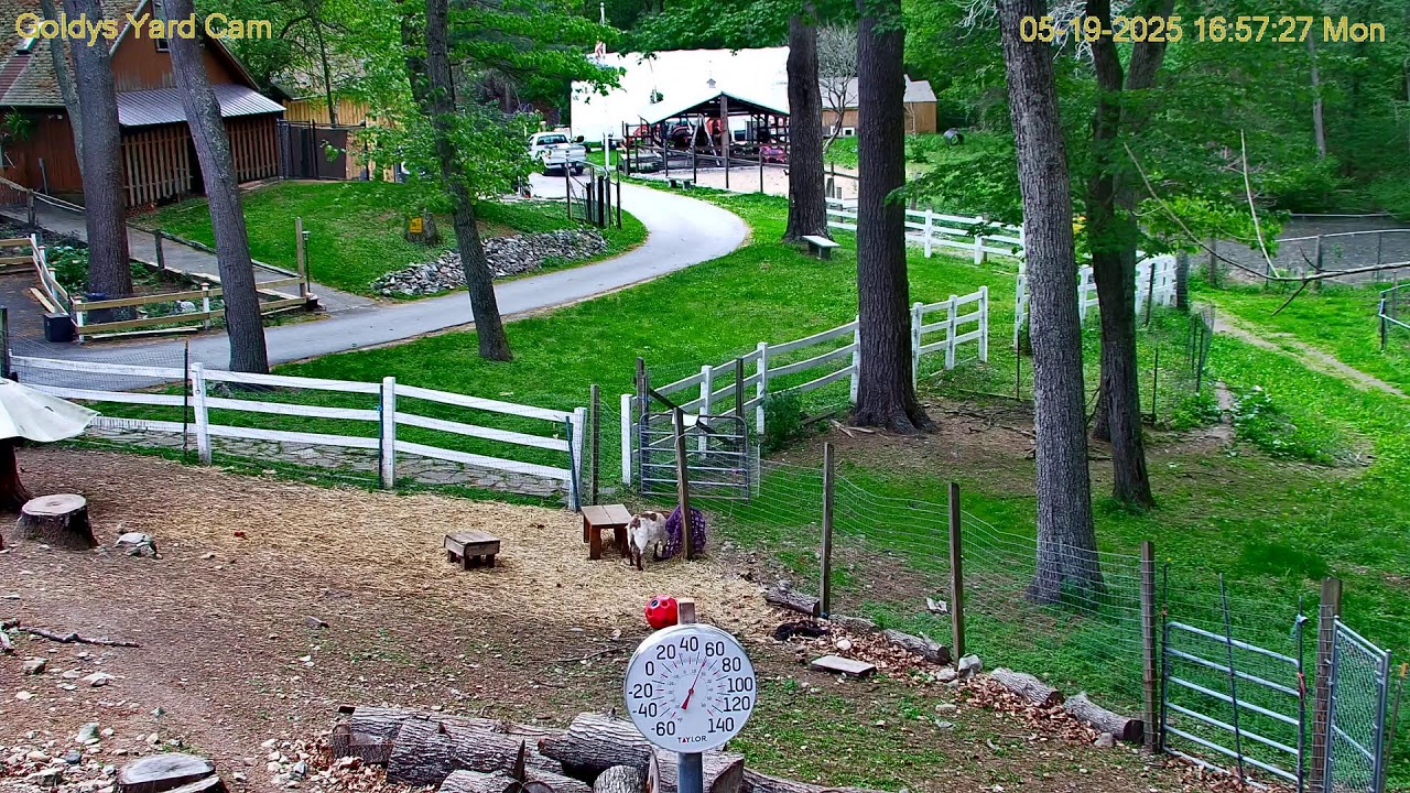 Goldy's Farm Yard Cam